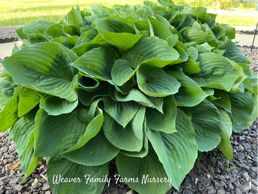 What Does A Hosta Look Like?