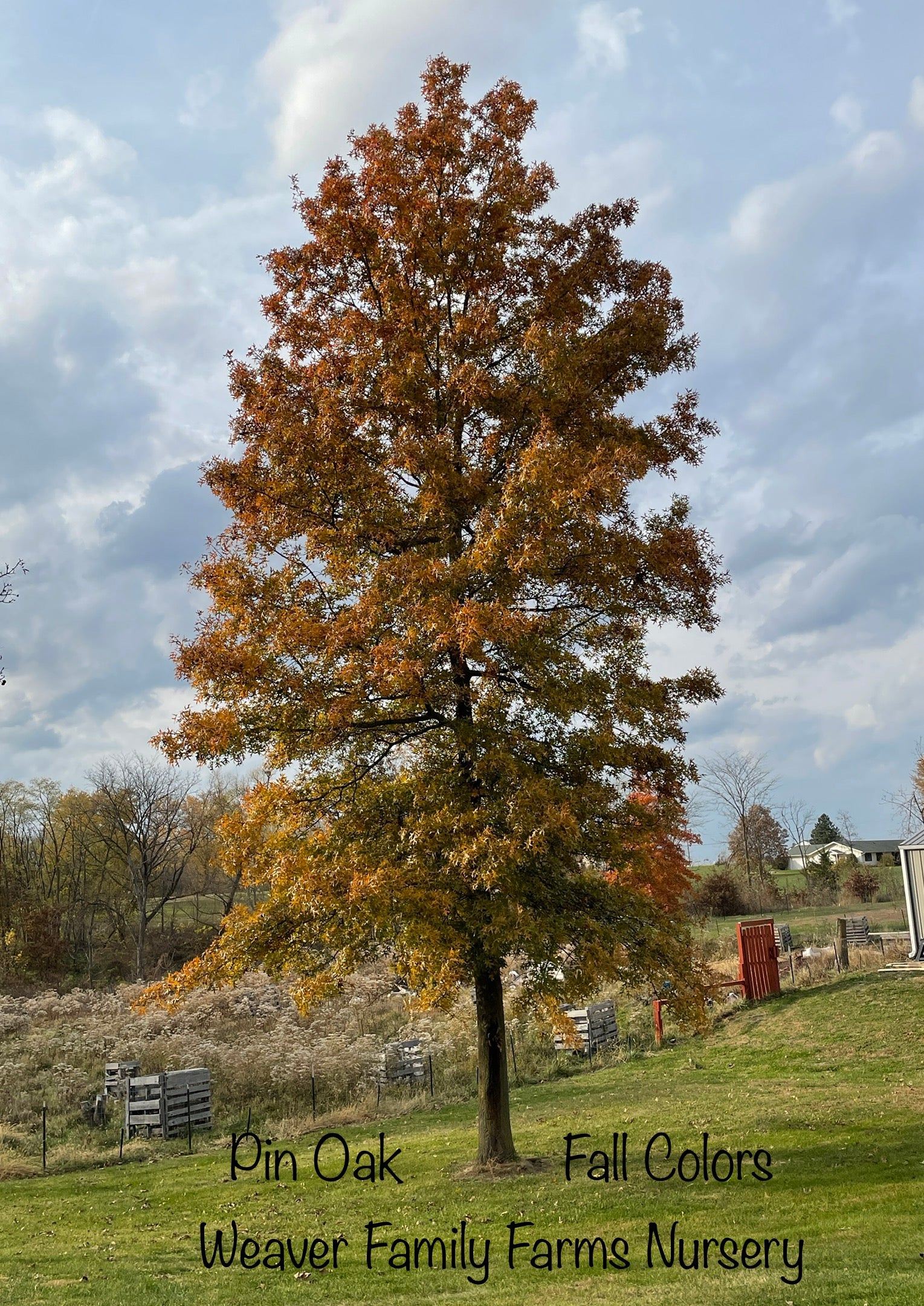 Pin Oak Tree Colors In Autumn – Weaver Family Farms Nursery