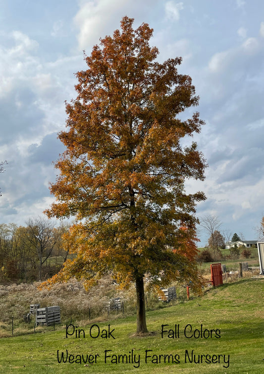 pin oak tree in the fall/autumn