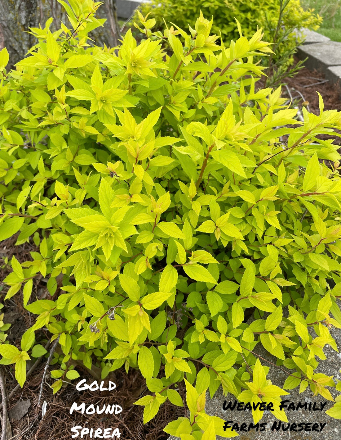Gold Mound Spirea Pictures