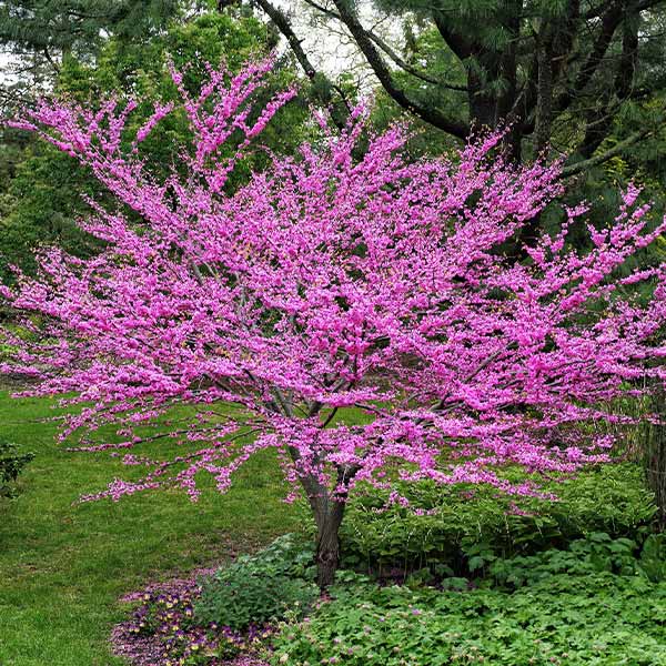 Small Trees with Big Impact: Our Favorite Picks for Your Garden