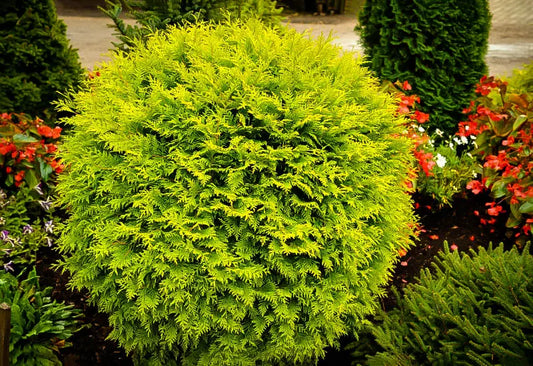 Top 10 Plants for Privacy Screening in Zone 3