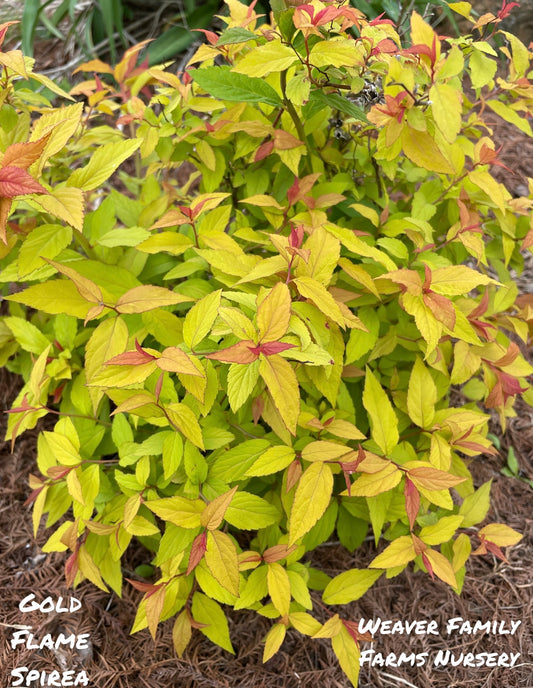 Gold Flame Spirea Pictures