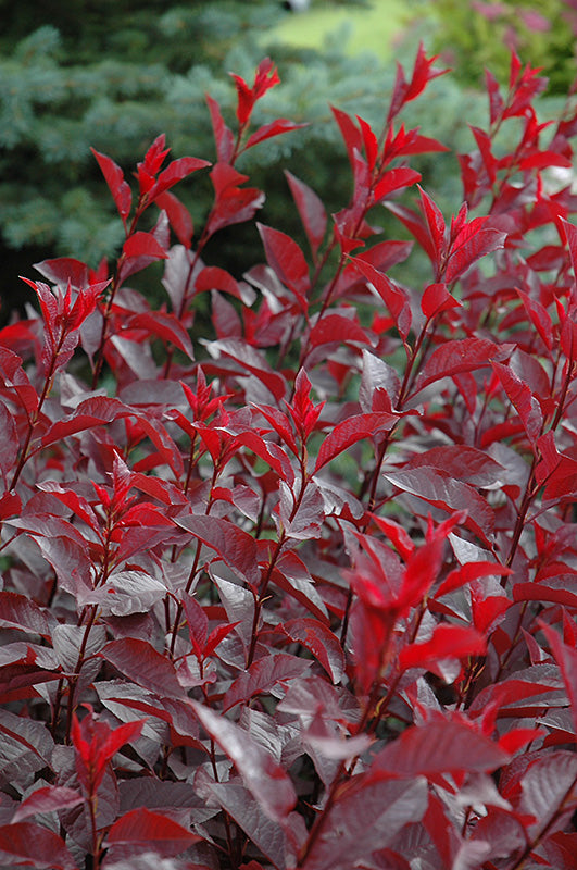 The Ultimate Guide to Planting Your Purple Leaf Sand Cherry