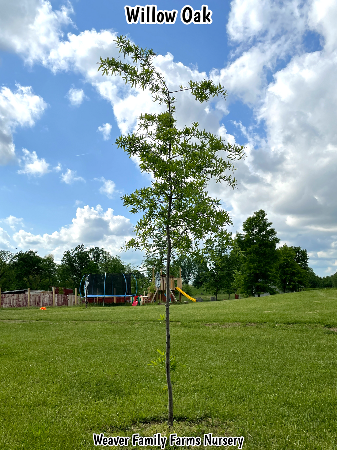 What Does A Willow Oak Tree Look Like?