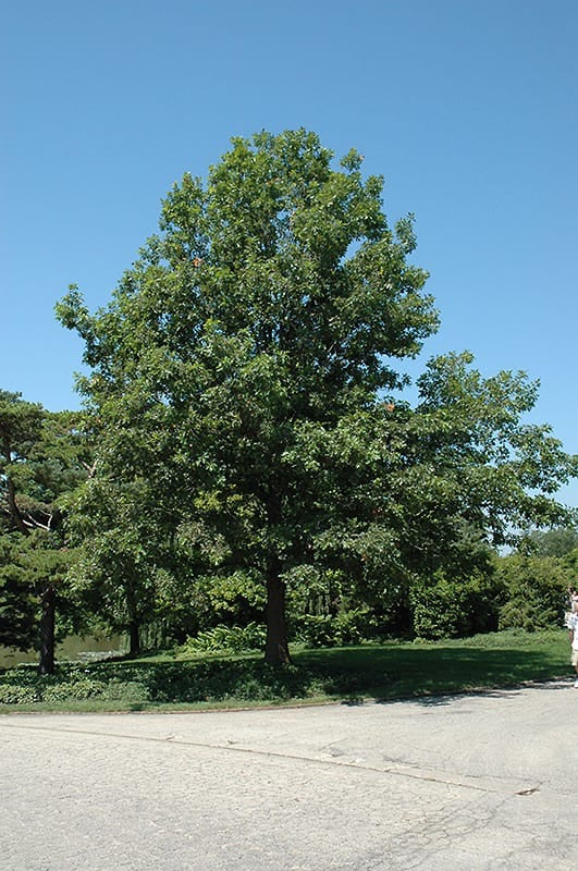 How To Identify A Shumard Oak Tree
