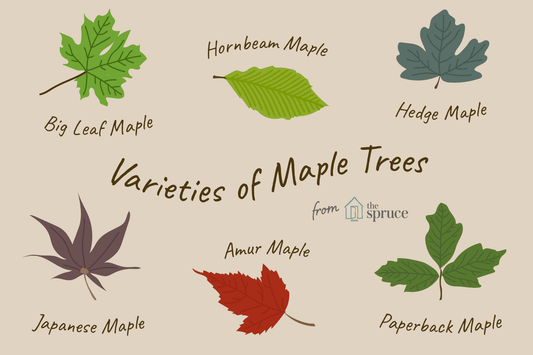 Maple Tree Mystery -  Which Maple Tree Do You Have?