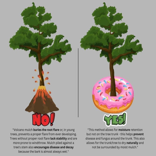 Mulch Volcano Warning: Stop Burying Your Trees Alive