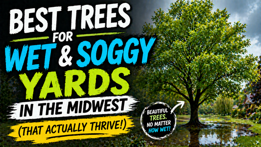 Best trees for wet areas in the Midwest 