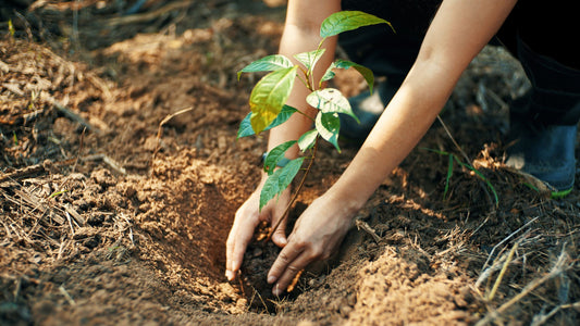 10 Reasons Why Planting Trees is Essential for a Sustainable Future