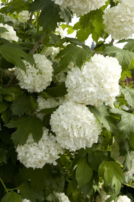 Snowball Viburnum: The Shrub That Brings the Snow to Your Garden!