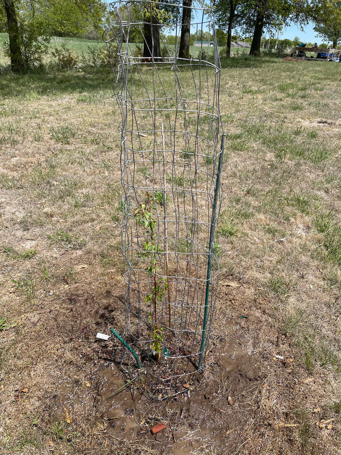 How to Protect Your Young Trees from Rabbits and Deer with Fence Wire ...