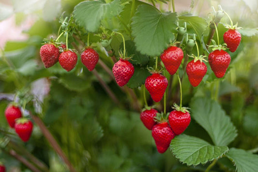 Exploring the Most Popular Strawberry Plants: A Guide to Weaver Family Farms Nursery's Selection