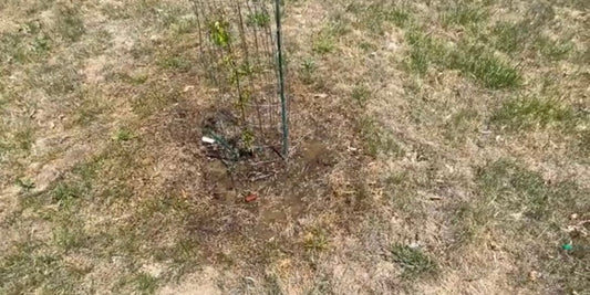 Build Tree Protection Easily For Deer & Rabbits