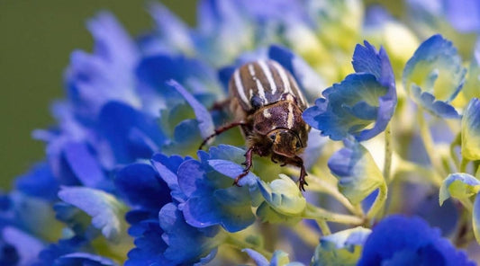 Troubleshooting Hydrangea Insect Problems: Tips for Effective Management