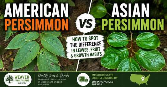 Asian Persimmon vs American Persimmon: Which One Should You Plant?