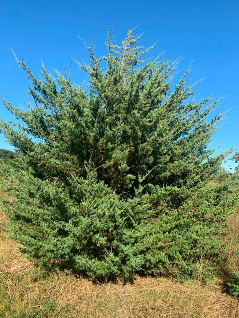 How to Get an Eastern Red Cedar to Stay Bushy