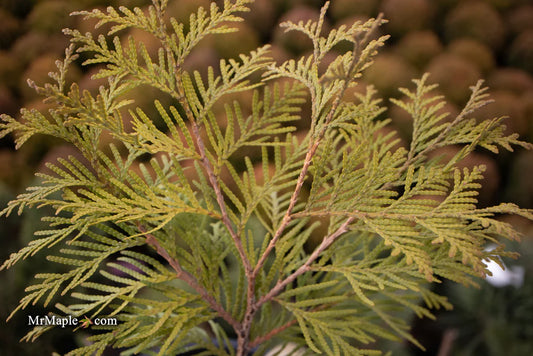 Cold Hardy and Drought-Resistant: Golden Globe Arborvitae Evergreen