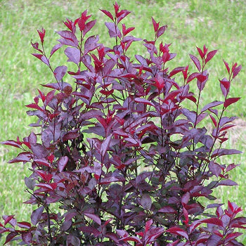 The Perfect Environment for the Purple Leaf Sand Cherry