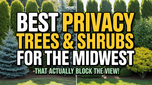Best Privacy Trees & Shrubs for the Midwest (That Actually Block the View)