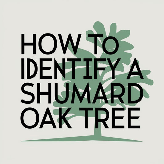 How To Identify A Shumard Oak Tree