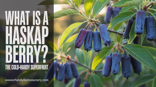 What Is a Haskap Berry? (And Why It's Better Than Blueberries)
