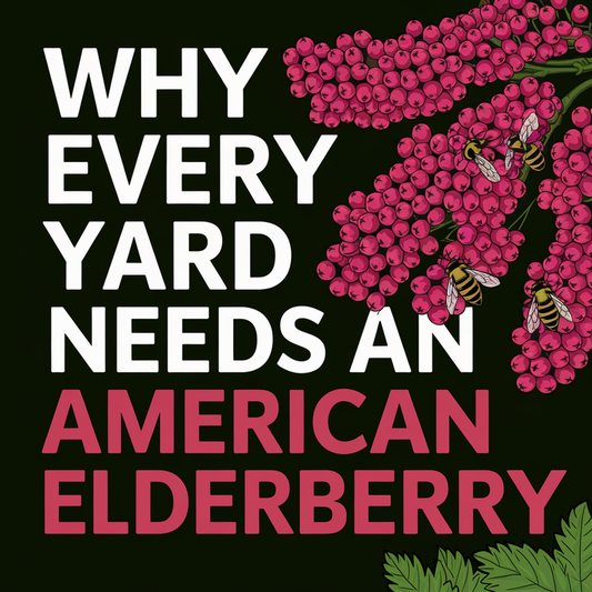 American Elderberry: Why Every Yard Needs This Incredible Plant