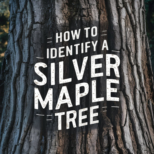 How To Identify A Silver Maple Tree