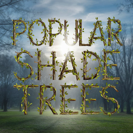 Popular Shade Trees