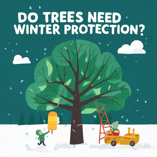 Do Trees Need Winter Protection?