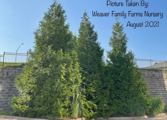 Green Giant Arborvitae: The Fast-Growing Solution for Privacy and Beauty in Your Yard