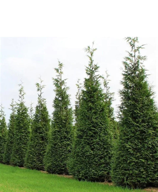 The Ultimate Guide to Green Giant Arborvitae: Your Questions Answered