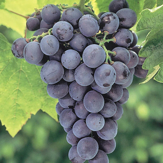 The Perfect Addition to Your Home Garden: Seedless Concord Grapes