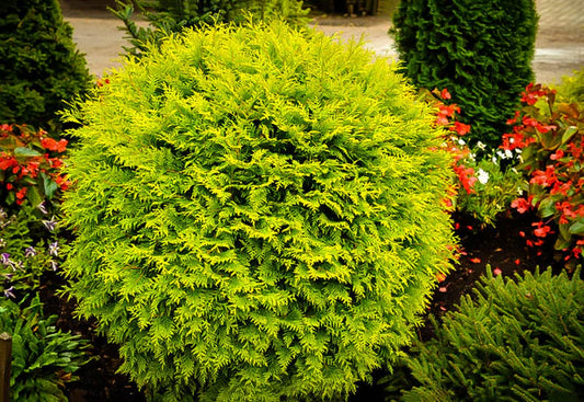 Dwarf Evergreen for Landscaping: Why the Golden Globe Arborvitae is a Game Changer