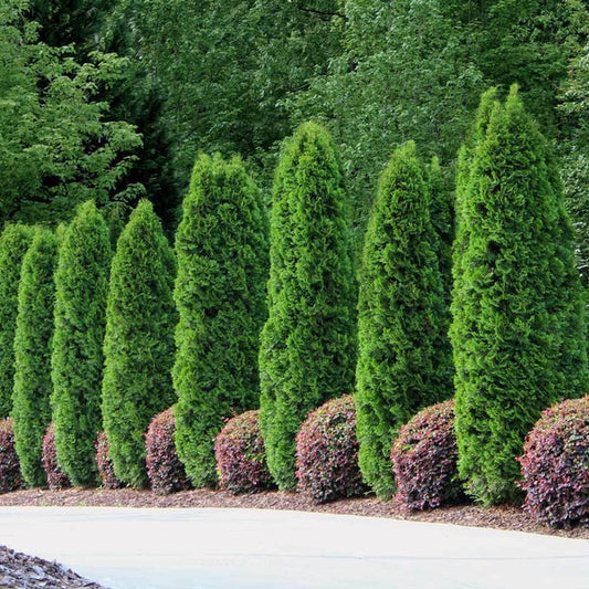 Transform Your Backyard into a Private Oasis: The Ultimate Guide to Planting Emerald Green Arborvitae