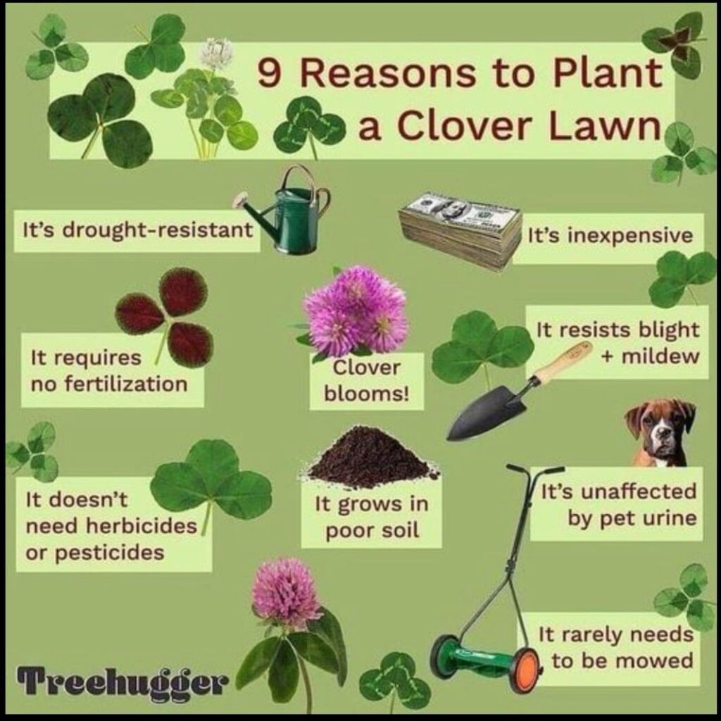 9 Reasons To Plant A Clover Lawn: Embracing Eco-Friendly Greenery ...