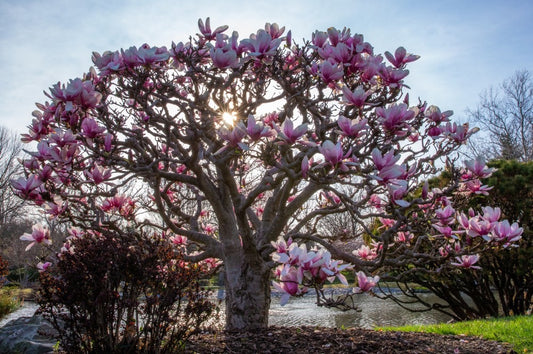 How Fast Do Magnolias Grow?