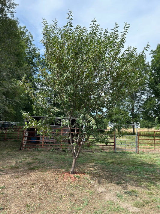 A Complete Guide to the Halls Hardy Almond Tree