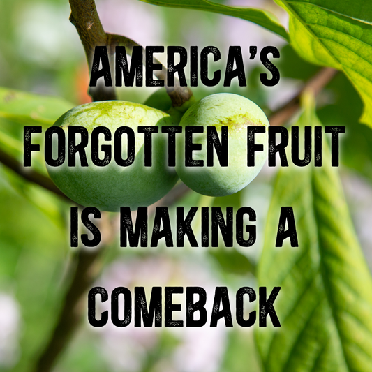 Pawpaw Tree: America’s Forgotten Fruit is Making a Comeback