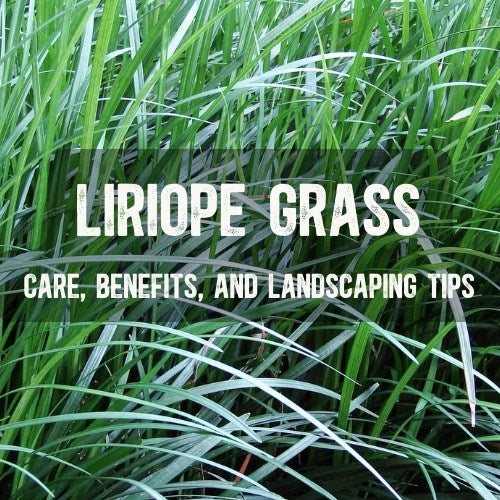 Ultimate Guide to Liriope Plants: Care, Benefits, and Landscaping Tips ...