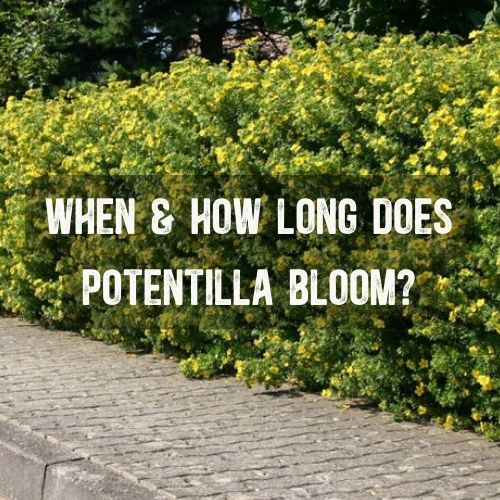 When & How Long Does Potentilla Bloom?