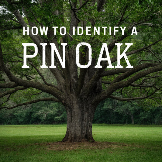 How To Identify A Pin Oak Tree