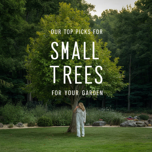 Top Small Trees for Your Garden: Best Options Under 25 Feet Tall for Sale