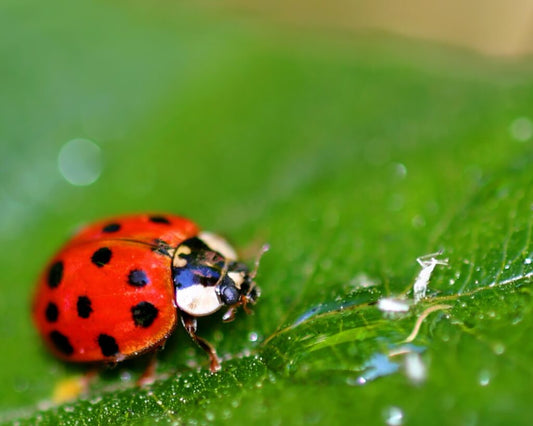 Are Ladybugs Good for Your Garden?