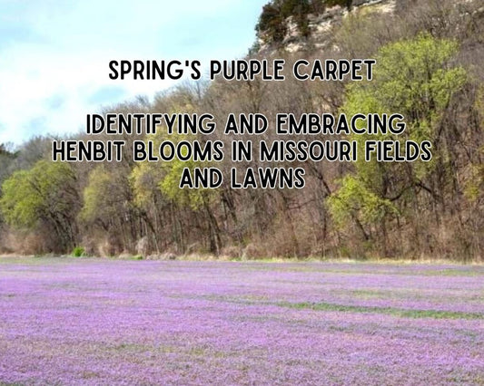 Henbit Blooms In Missouri: A Guide To Spring’s Purple Carpet
