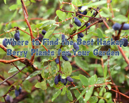 Where to Find the Best Haskap Berry Plants for Your Garden