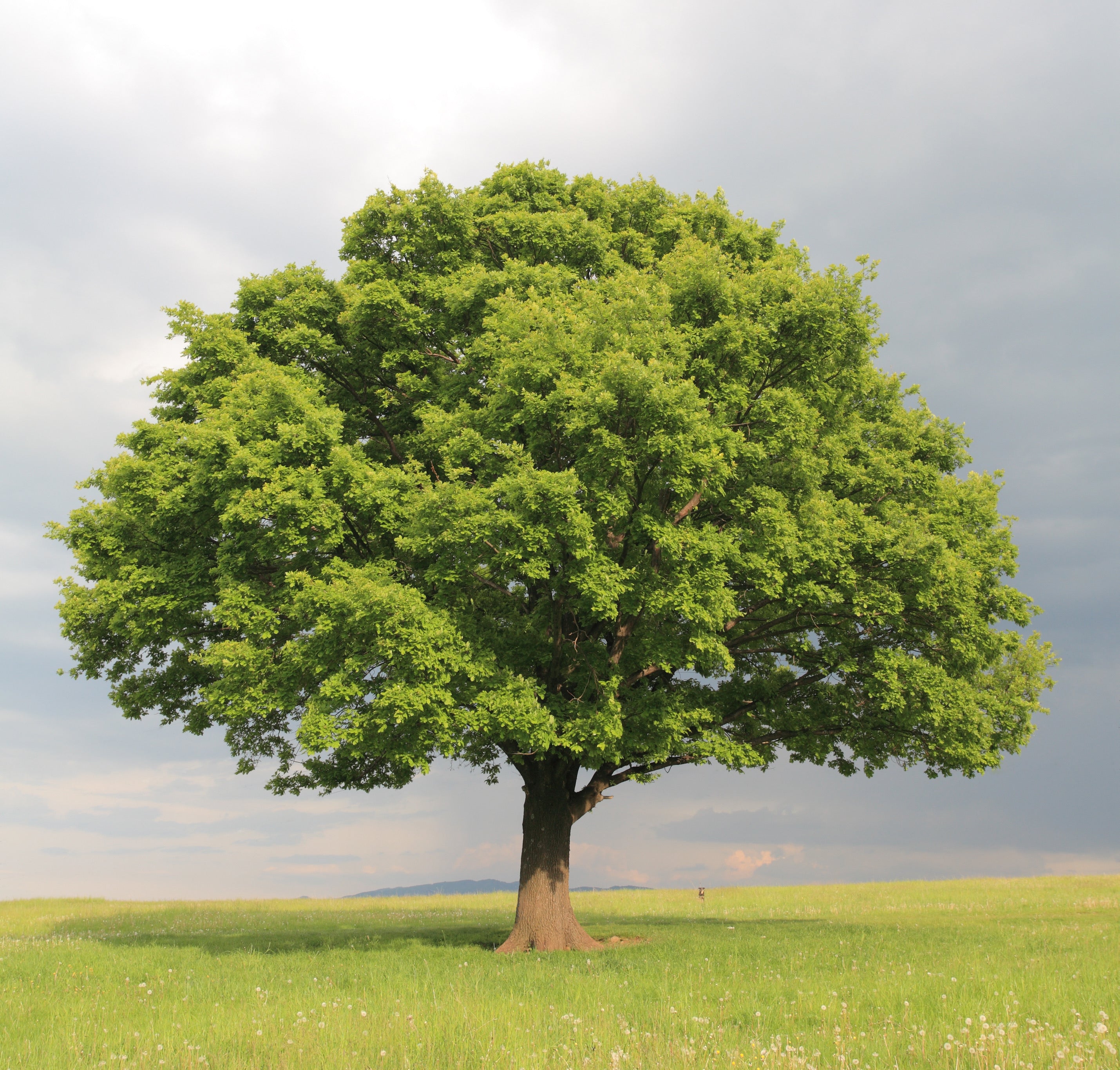 Tree Spacing Guide: Best Distances for Trees and Shrubs – Weaver Family ...