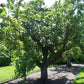 full grown comice pear tree