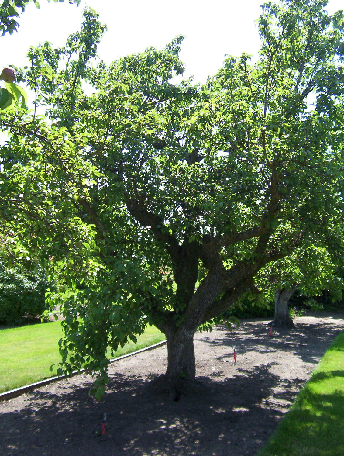 full grown comice pear tree