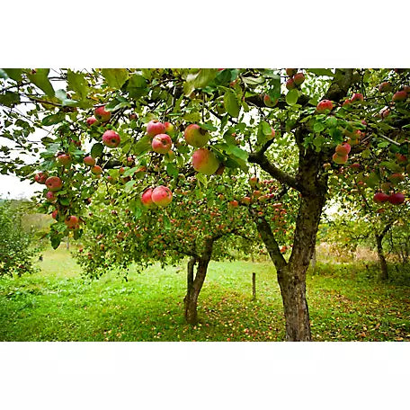 Full-grown Jonathan Apple Tree in an orchard.